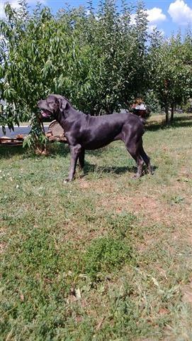 Cane-Corso-štenad