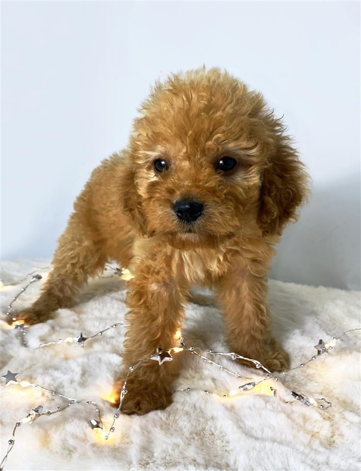 Labradoodle--labradudl-