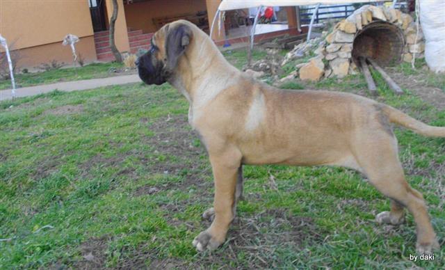 Cane-Corso-stenci