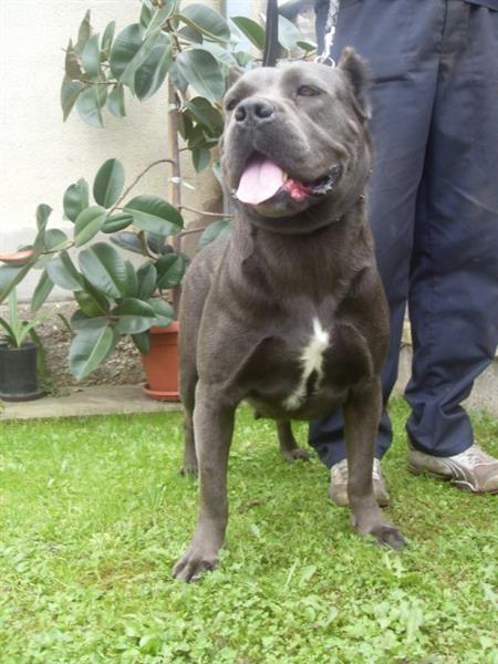 Cane-Corso-stenci