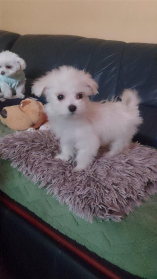 Mini-maltezer
