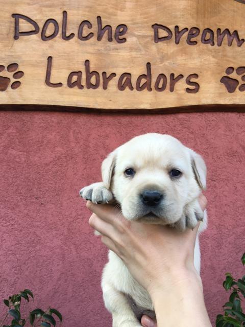 Labrador-retriver-štenci-