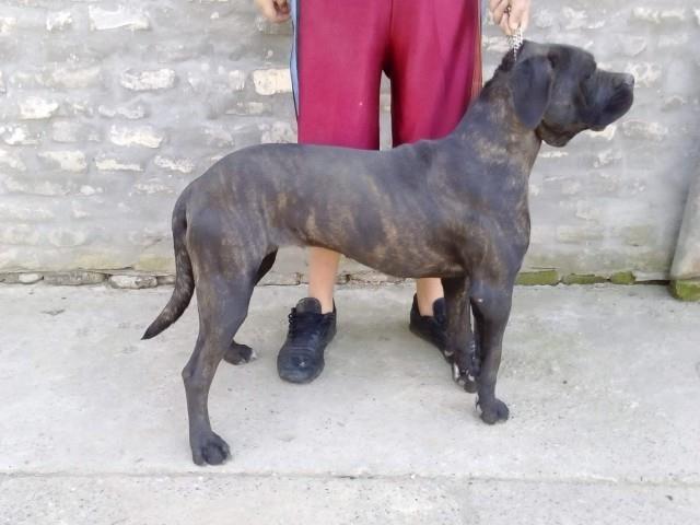 Cane-corso-zenka