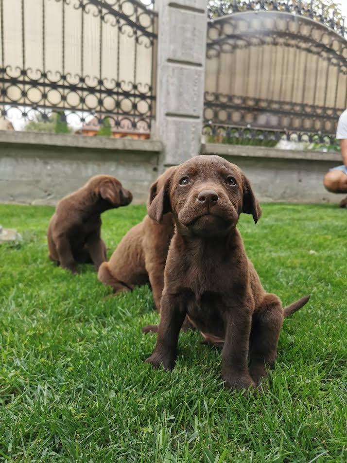 Labrador-retriver