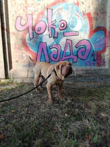 Shar Pei 
