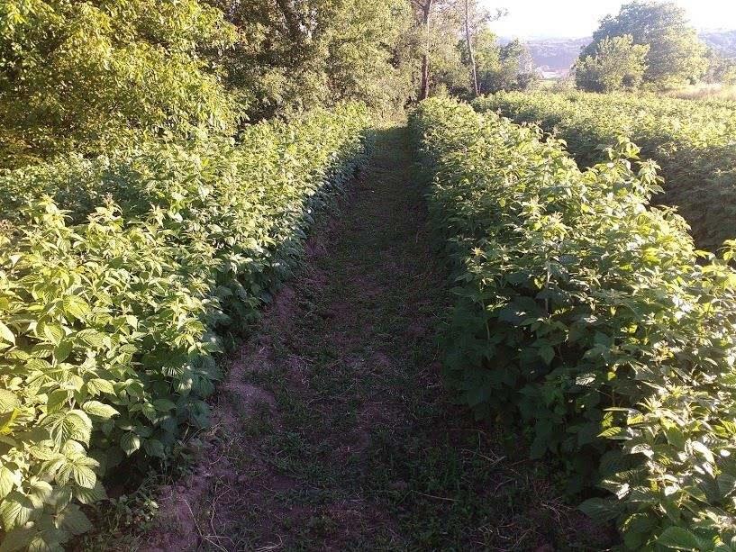 Sadnice-maline-Polana