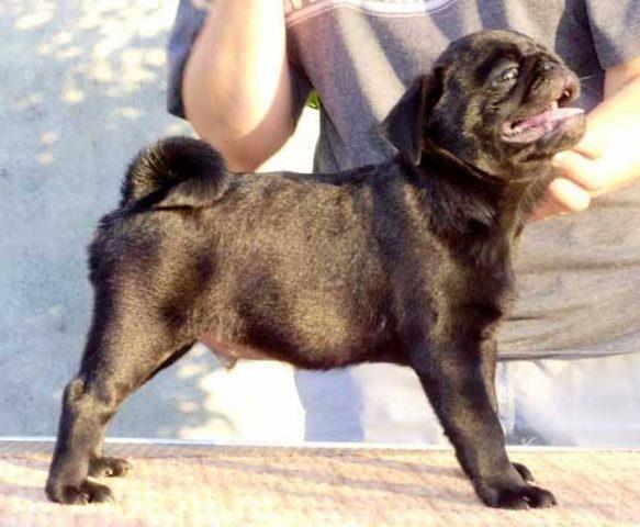 MOPS---stenci-i-odrasli-psi