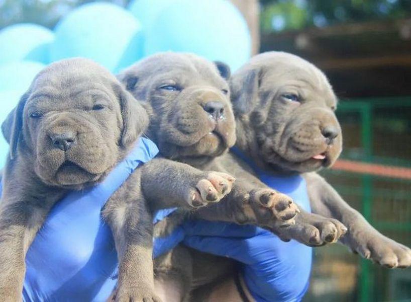 Cane-Corso-štenci