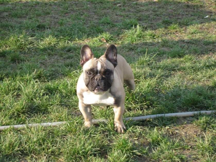 Francuski-Buldog--stene