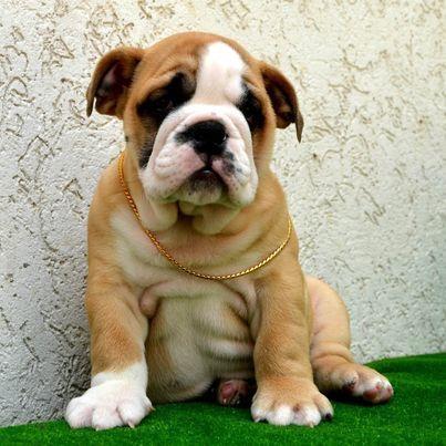 Engleski-Buldog-
