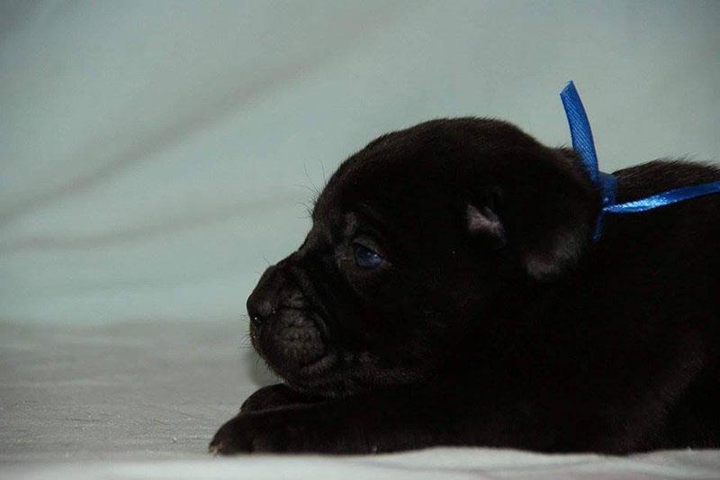 Cane-Corso-štenad