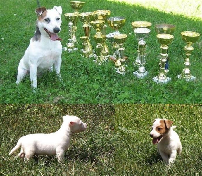 Jack-Russell-terrier-štenci--