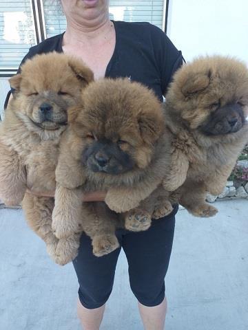 Chow-chow-cau-cau-stenad
