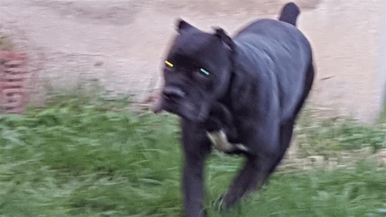 Cane-corso-stenci