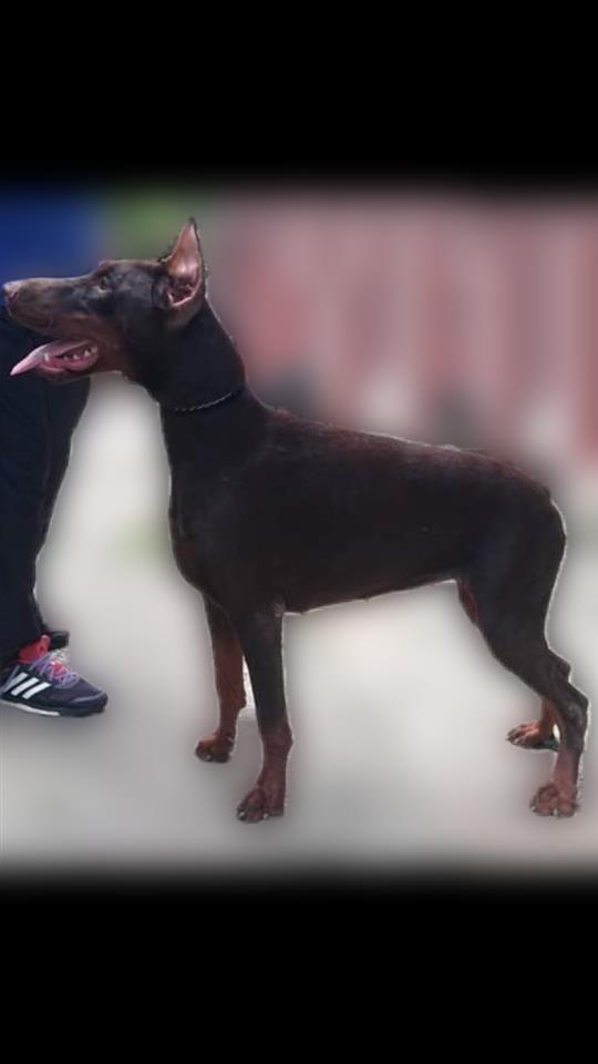 Doberman-VRHUNSKI-štenci