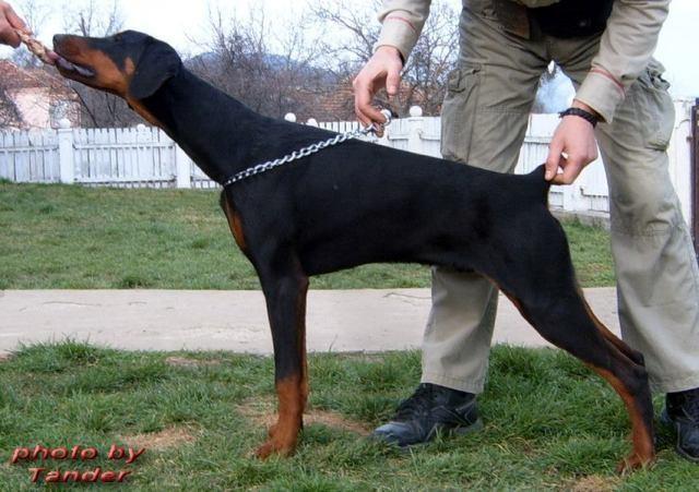 Doberman--zenkice-i-muzjaci
