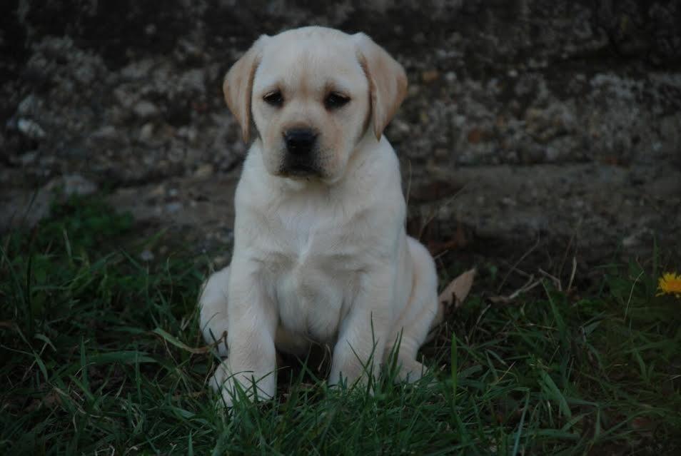 Labrador-stenci-