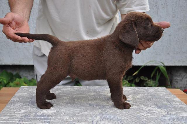 Labrador-Retriver--stenci