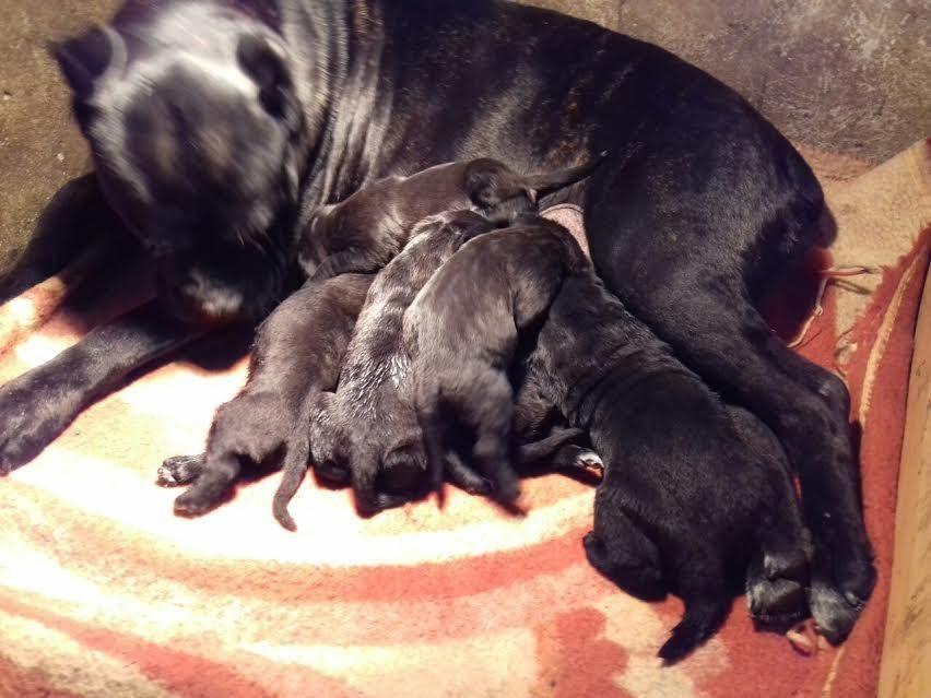 Cane-Corso---vrhunski-štenci-