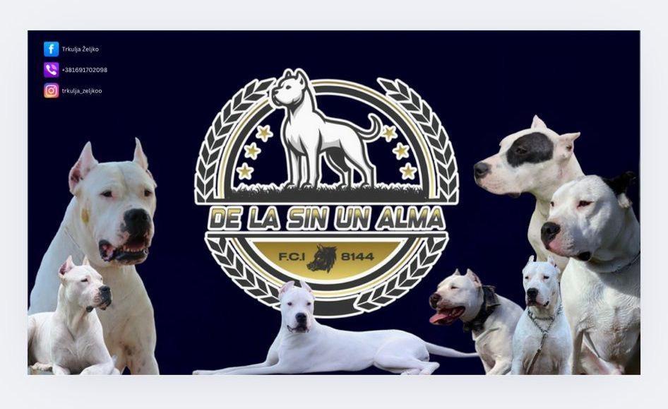 Dogo-Argentino-štenci
