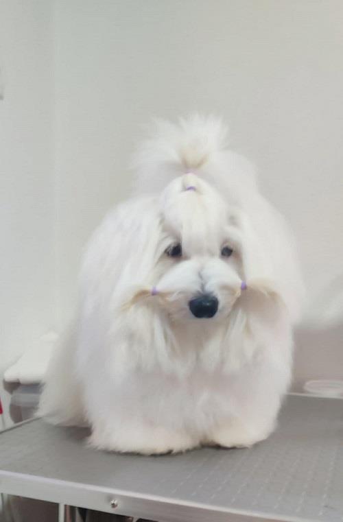 Coton-de-Tulear