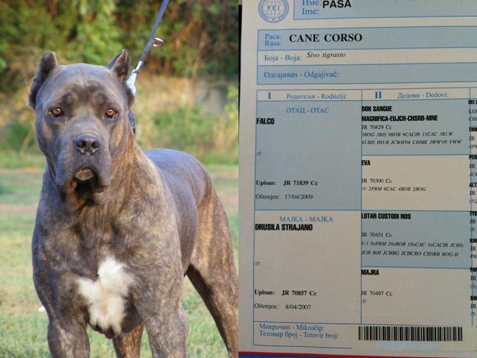 Cane-Corso-stenci