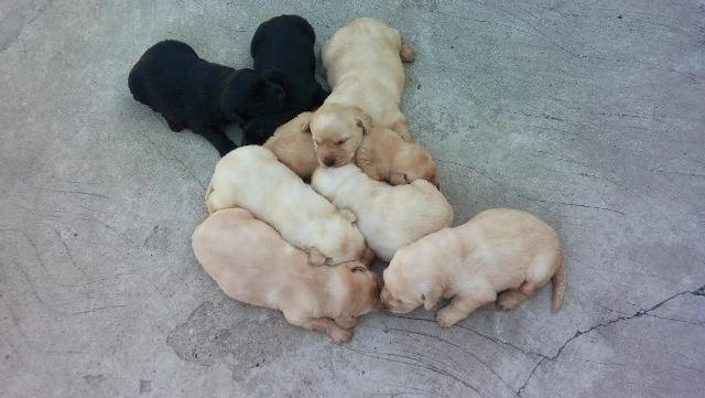 Labrador stenad i psi
