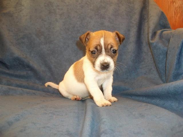 Jack-Russell-Terrier
