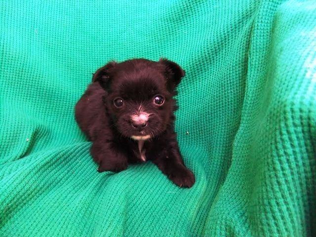 Civava-Chihuahua-stenad