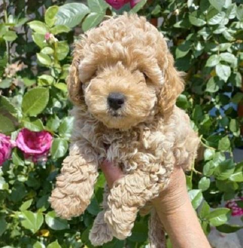 Toy-pudle-