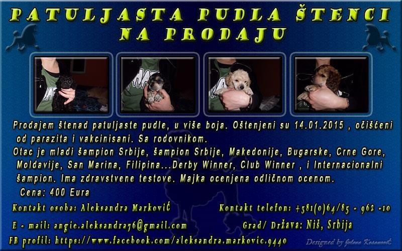 Patuljasta-pudla-štenci-