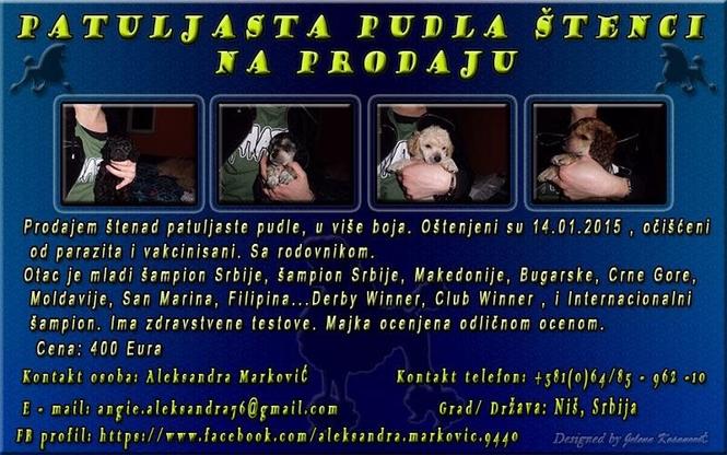 Patuljasta pudla štenci 