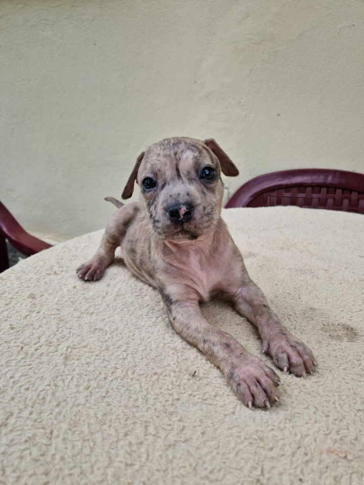 Prodaju-se-štenci--PIT-BUl--XL--Blu-merle