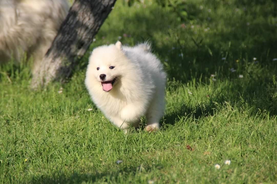 Samojed