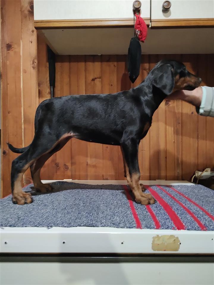 Štenci-Dobermana