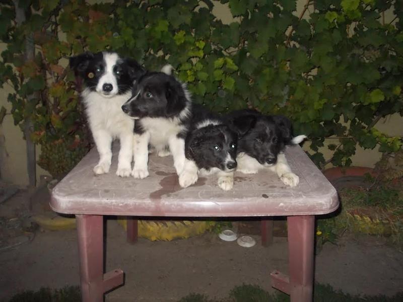 Border-Collie-štenci-