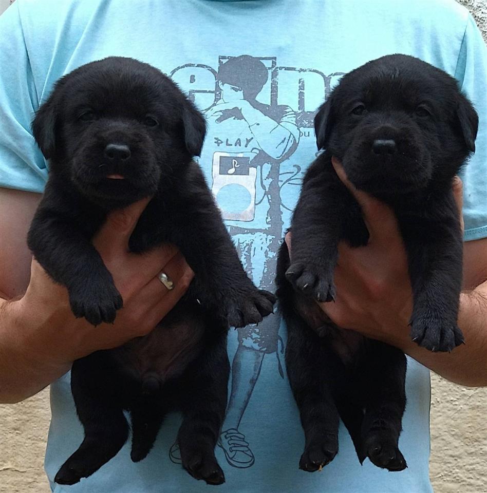 Labrador-