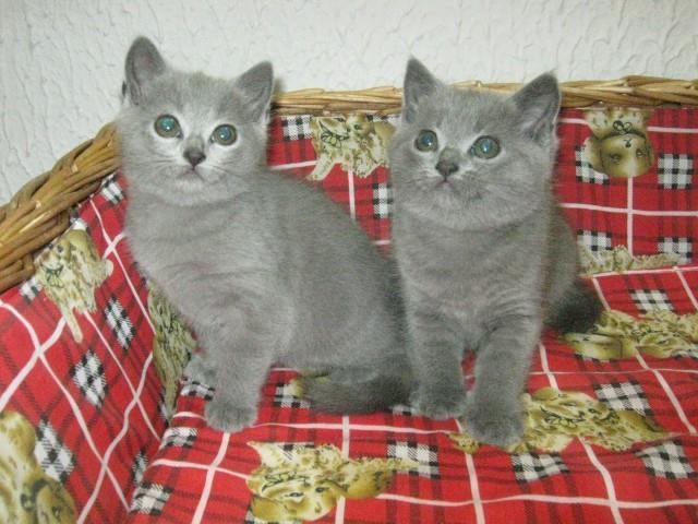 Kartuzijski-macici-