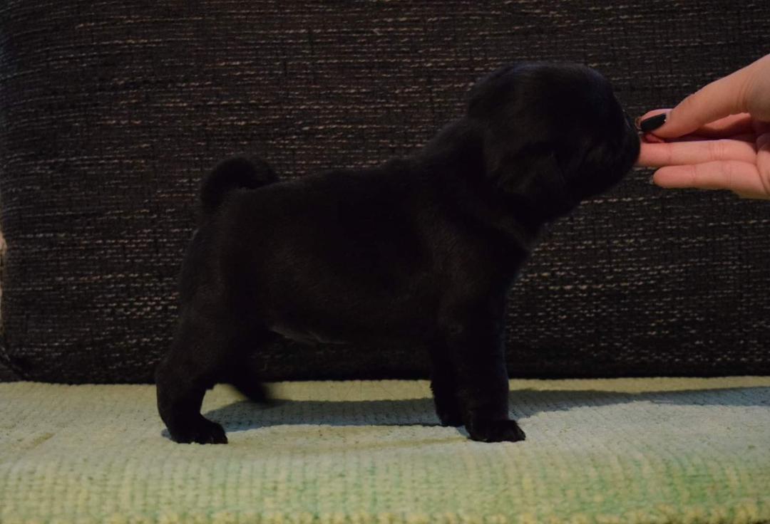 Mops-štenci