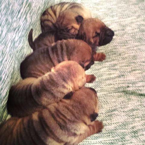 Shar-Pei--Sar-Pej--stenci