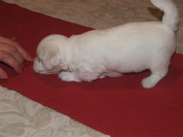 COTON DE TULEAR