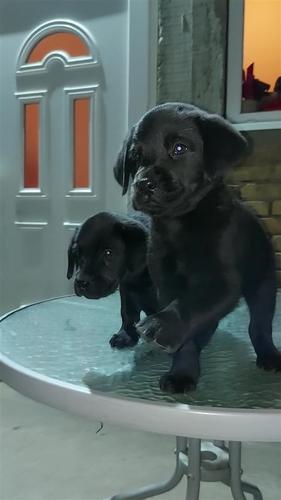 Labrador stenci
