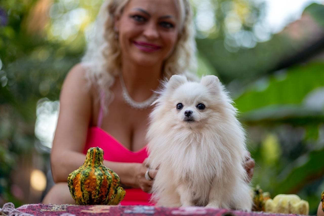 Pomeranac-štenci
