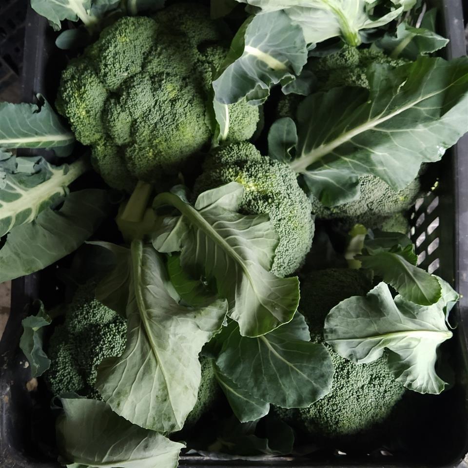 Export-povrc-e-Vegetables-from--Albania