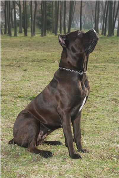 Cane-Corso-prvobirano-žensko-štene-