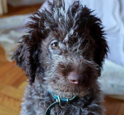 Lagotto Romagnolo štenci