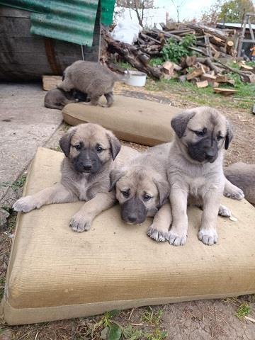 Kangal--štenci