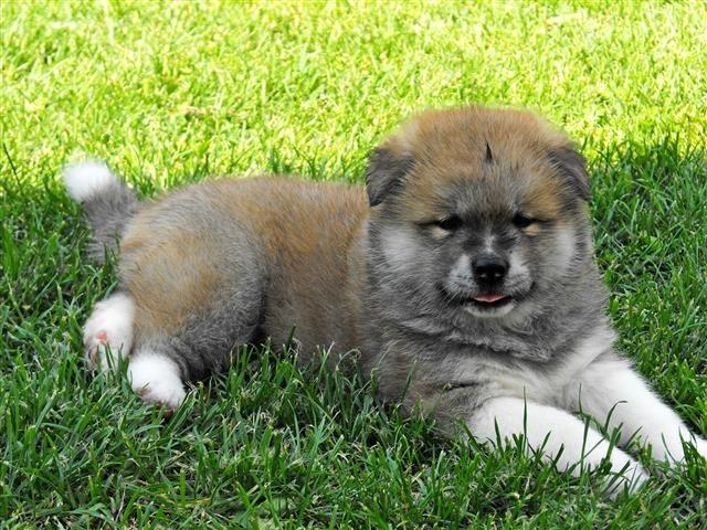 Akita inu