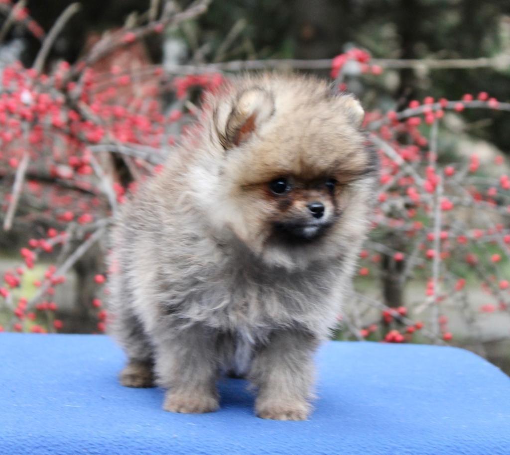 Pomeranac