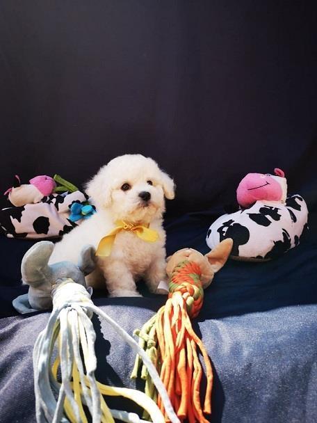 Kovrdzavi-Bison--Bichon-Frise--